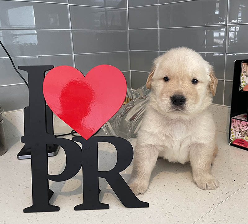 caribbean golden retriever litter