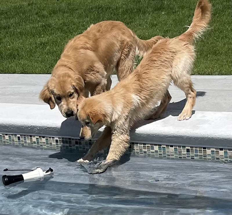 caribbean golden retriever litter