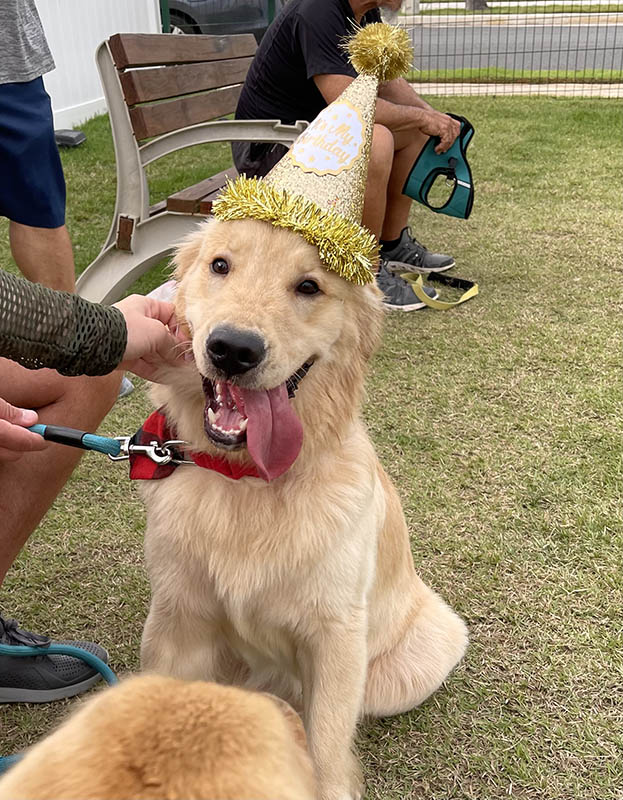 caribbean golden retriever litter