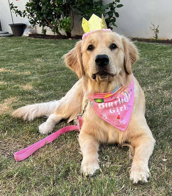 caribbean golden retriever litter