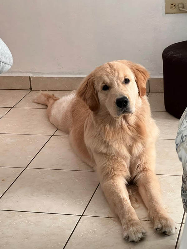 caribbean golden retriever litter