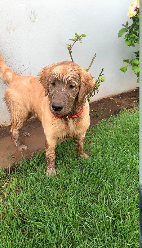 caribbean golden retriever litter