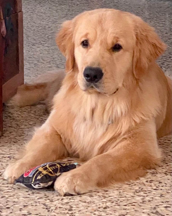 caribbean golden retriever litter