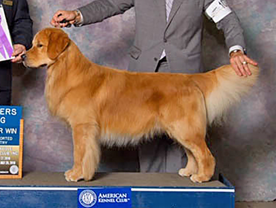 GCH Lakewood's Rhett Butler @ Kestrel Farm South RN MH WCX CCA DDHF