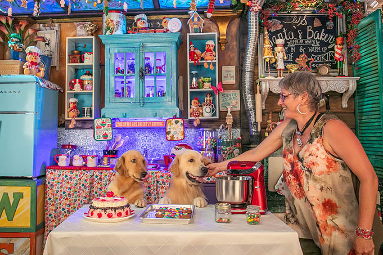 caribbean golden retrievers in the kitchen