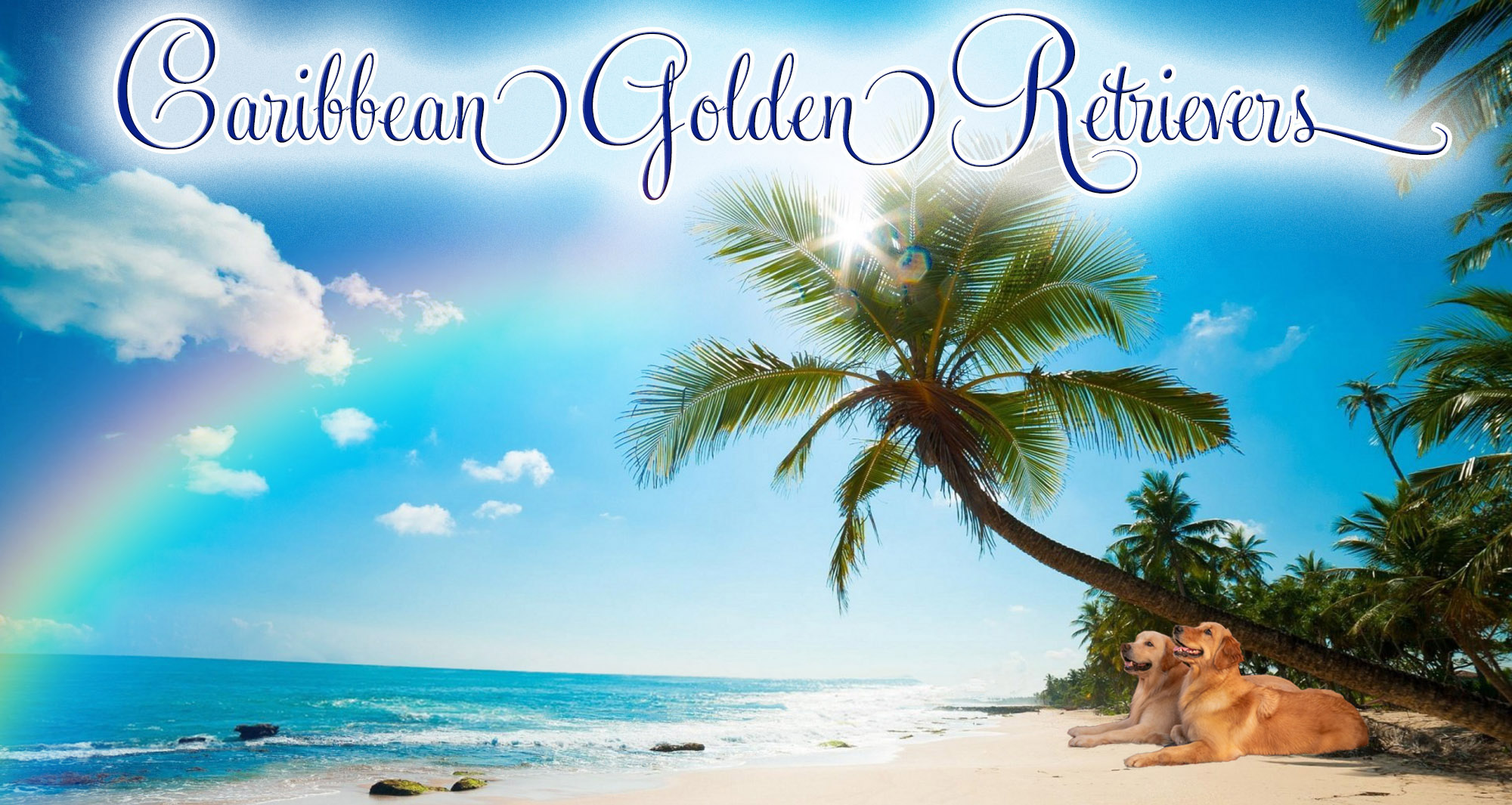 caribbean golden retriever breeder puerto rico florida website header