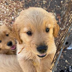 Prism's Caribbean Girl Power, bowen offspring