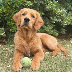 Prism's Caribbean Girl Power, bowen offspring