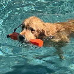 Prism's Caribbean Girl Power, bowen offspring