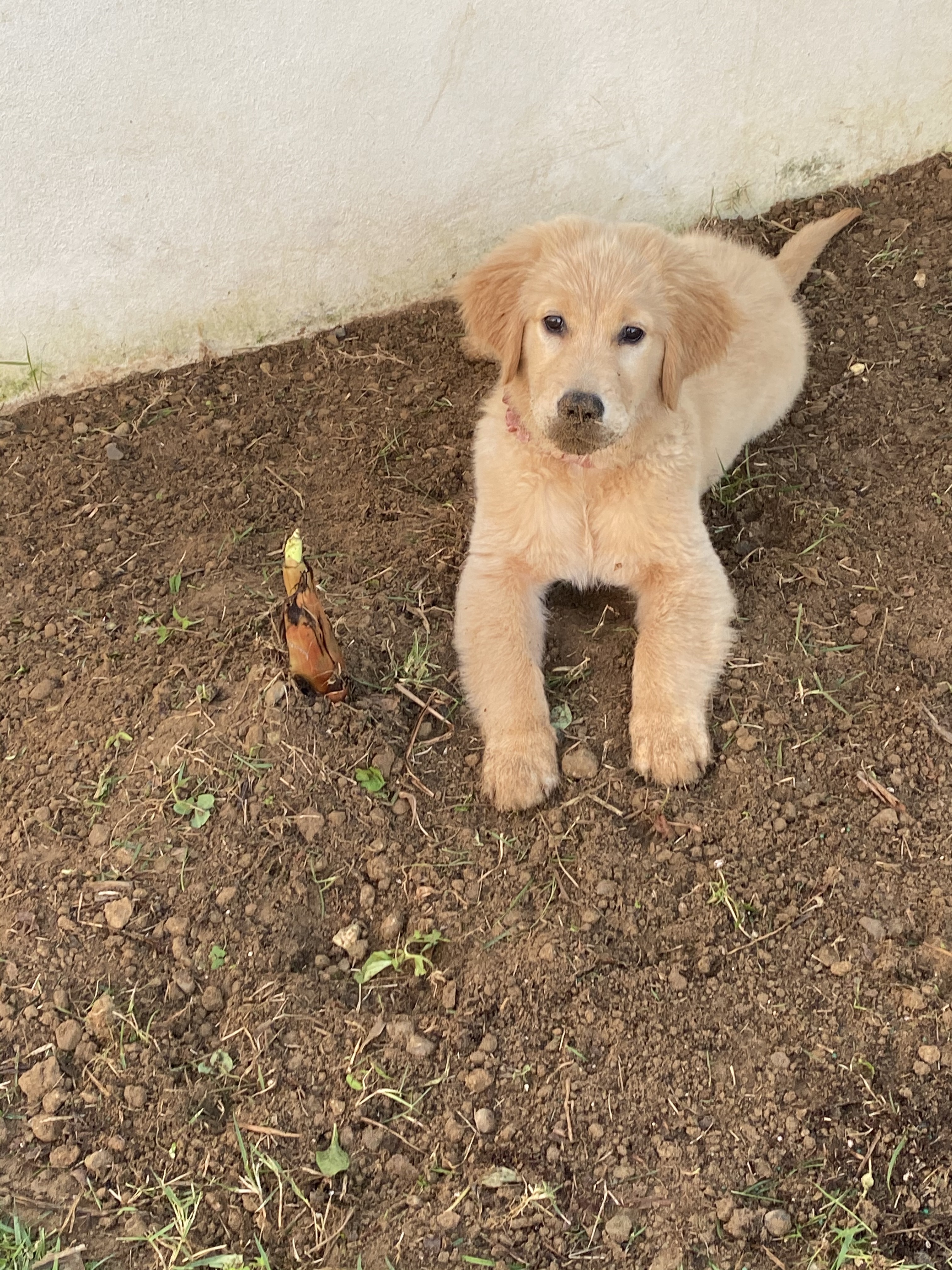 Prism's Caribbean Girl Power, bowen