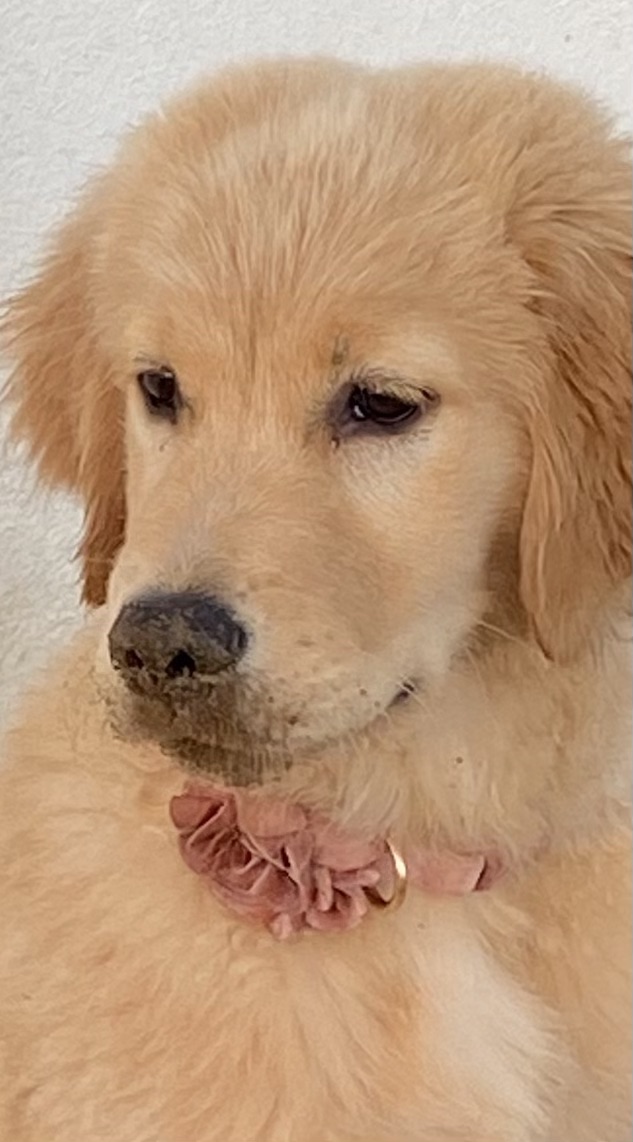 Prism's Caribbean Girl Power, bowen