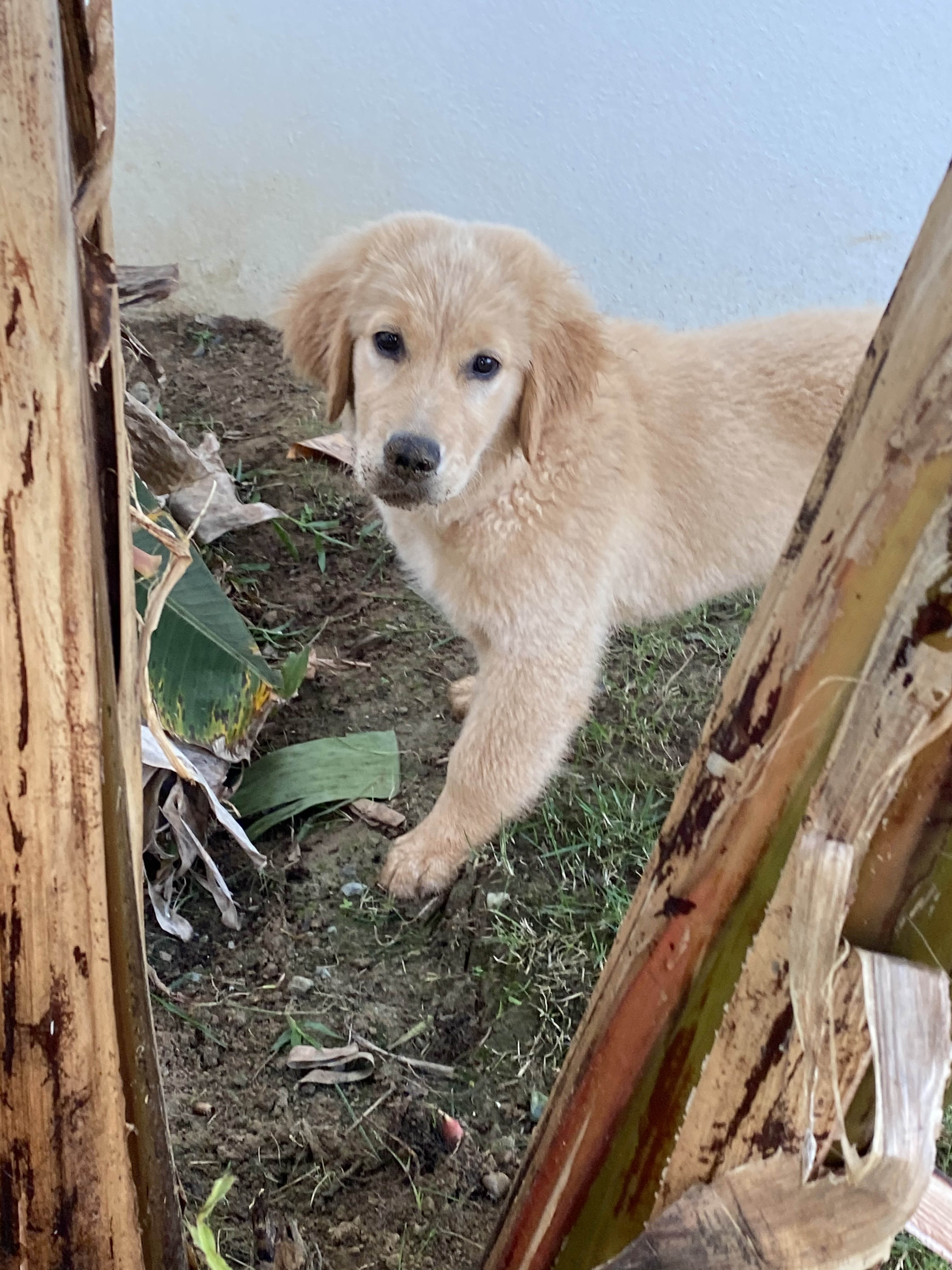 Prism's Caribbean Girl Power, bowen