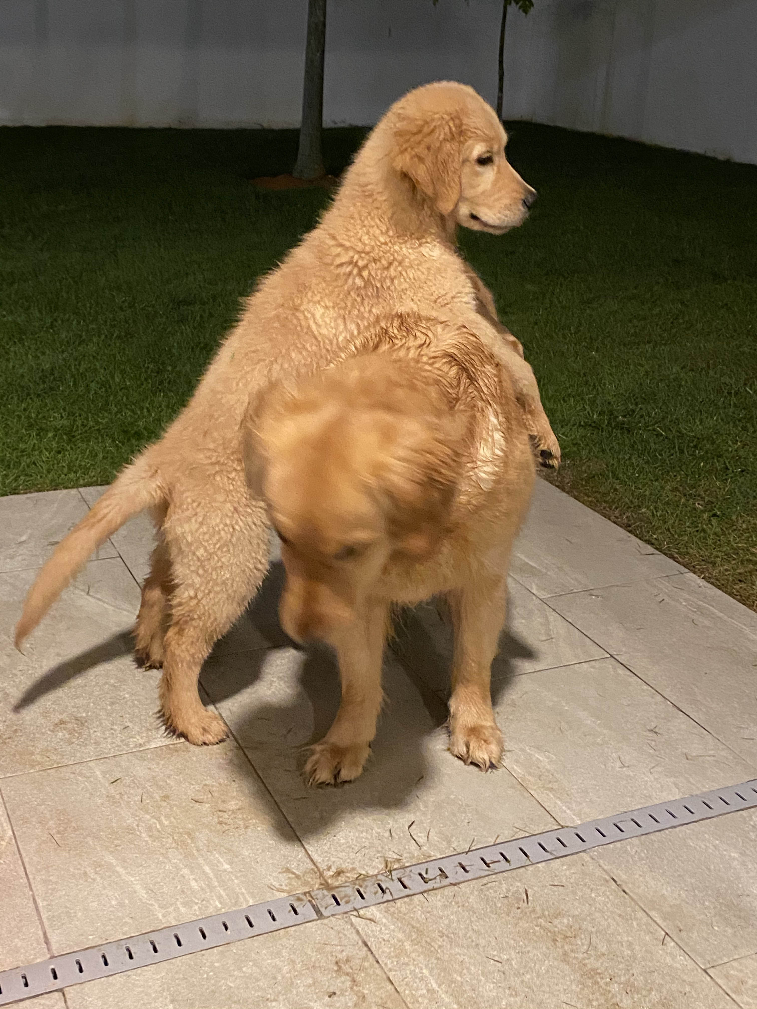 Prism's Caribbean Girl Power, bowen