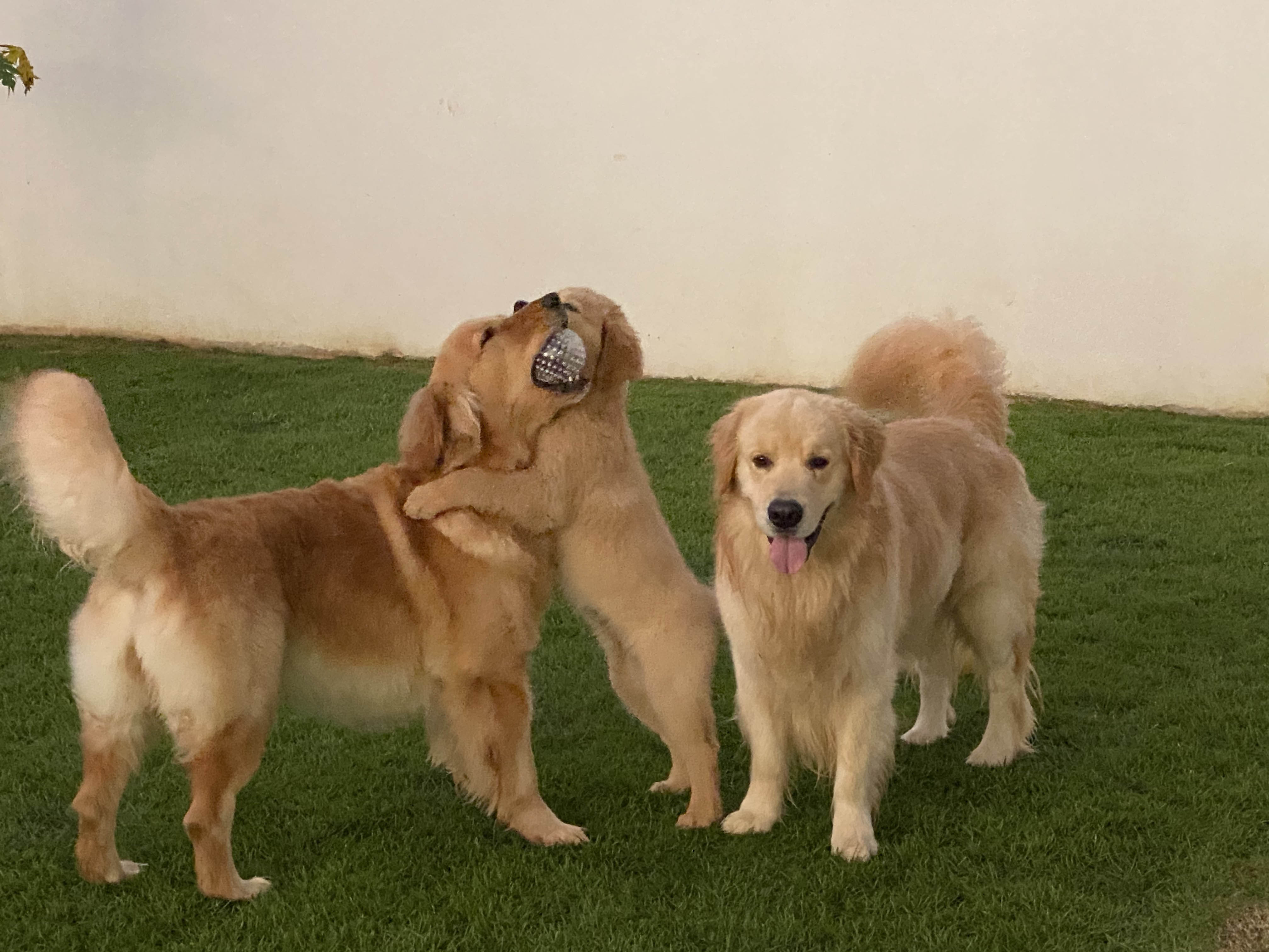 Prism's Caribbean Girl Power, bowen