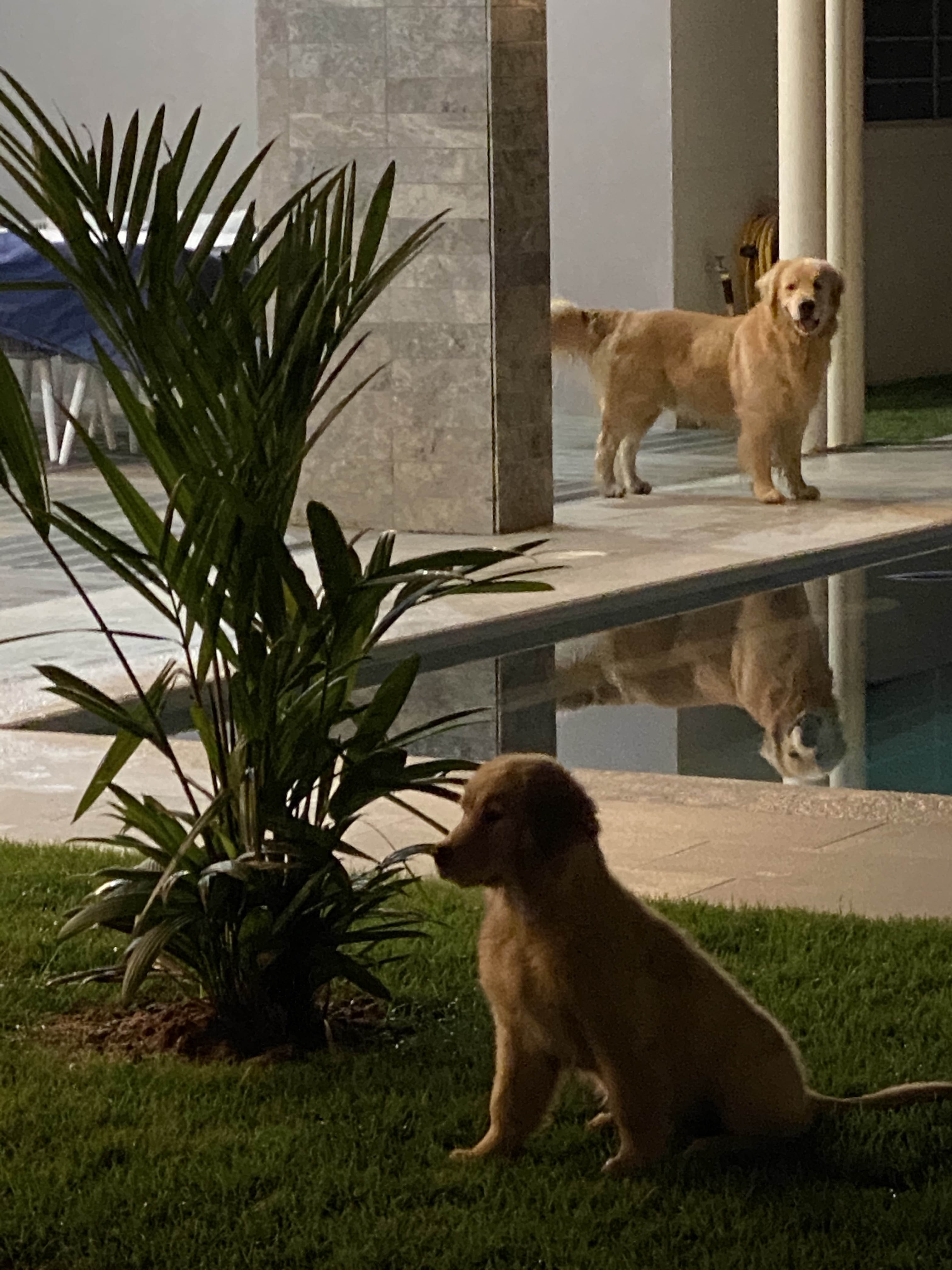 Prism's Caribbean Girl Power, bowen