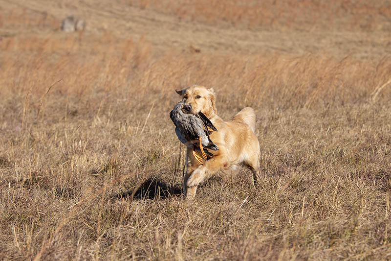 Prism's Caribbean Girl Power, bowen