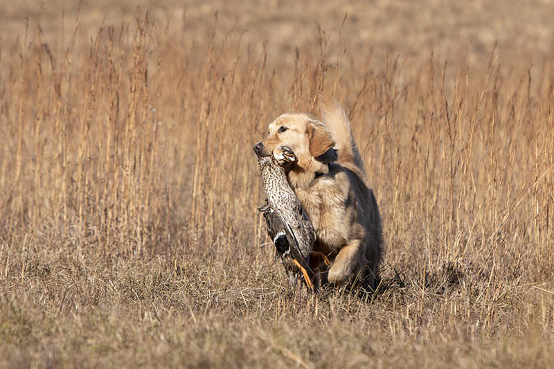 Prism's Caribbean Girl Power, bowen
