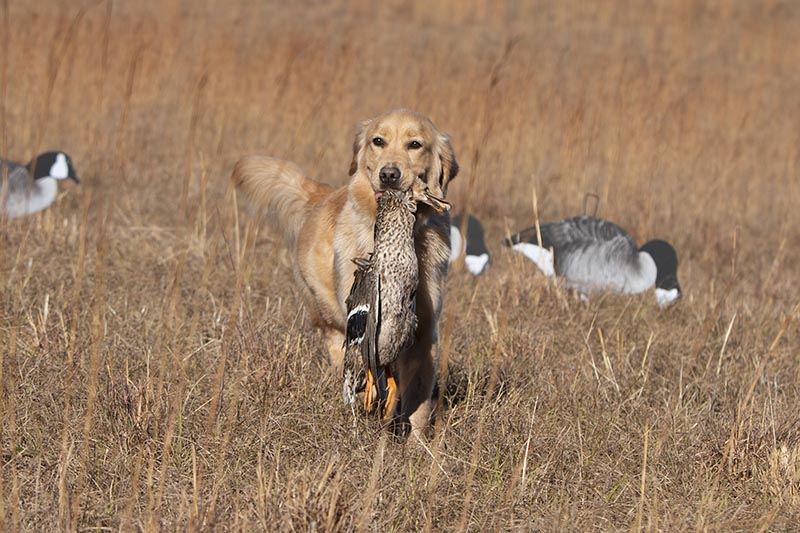 Prism's Caribbean Girl Power, bowen