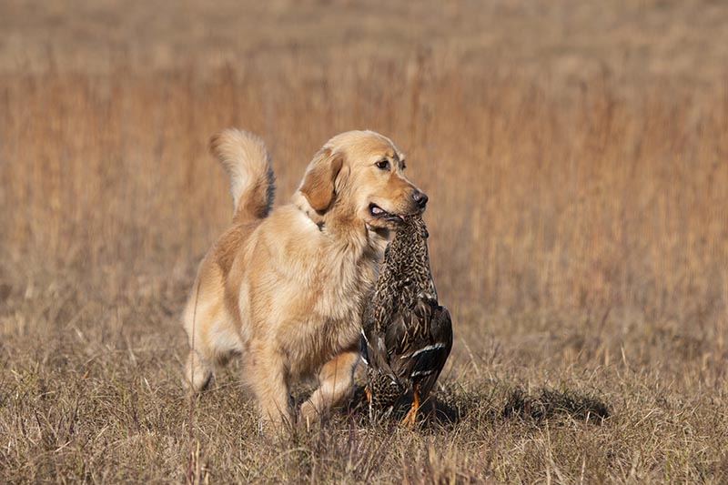 Prism's Caribbean Girl Power, bowen