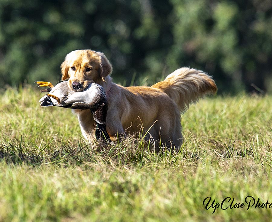 Prism's Caribbean Girl Power, bowen