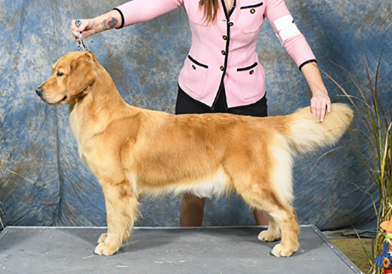 caribbean golden retrievers, Prism's Caribbean Girl Power, Bowen