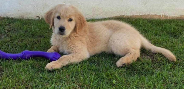 Prism's Caribbean Girl Power, bowen, caribbean golden retrievers in puerto rico