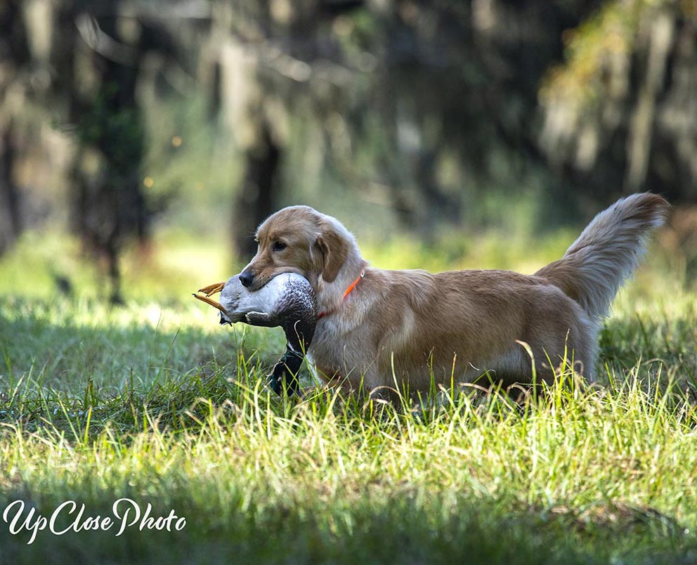 Prism's Caribbean Girl Power, bowen
