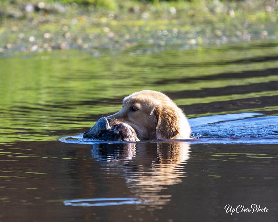 Prism's Caribbean Girl Power, bowen