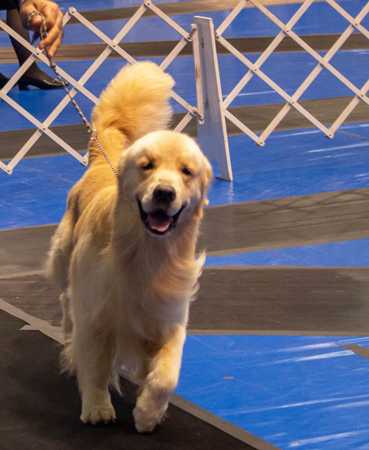 caribbean golden retriever capitan Lakewood's Caribbean Sea Dog at the Helmn 