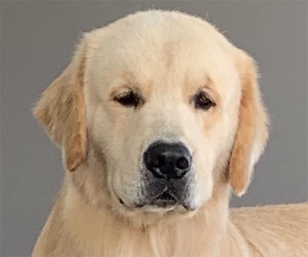  capitan, Lakewood's Caribbean Sea Dog at the Helm, caribbean golden retrievers