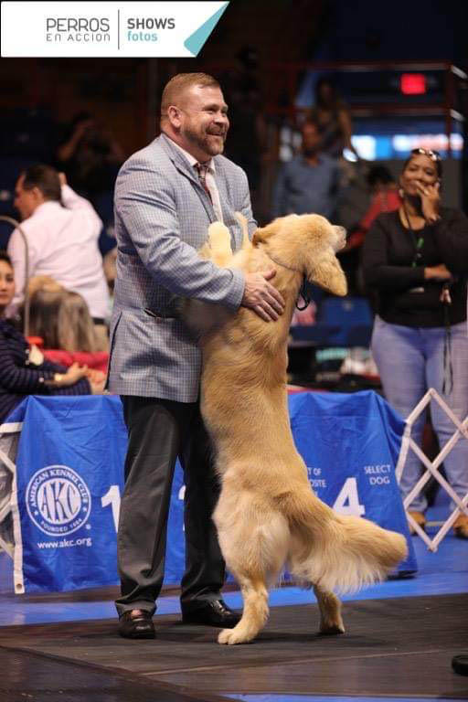 caribbean golden retriever capitan Lakewood's Caribbean Sea Dog at the Helmn 