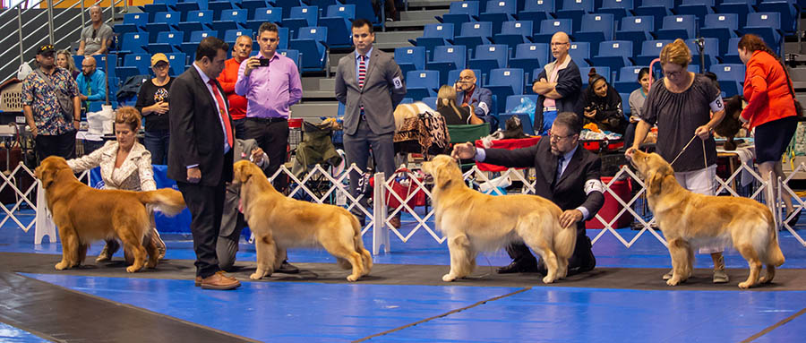 caribbean golden retriever capitan Lakewood's Caribbean Sea Dog at the Helmn 