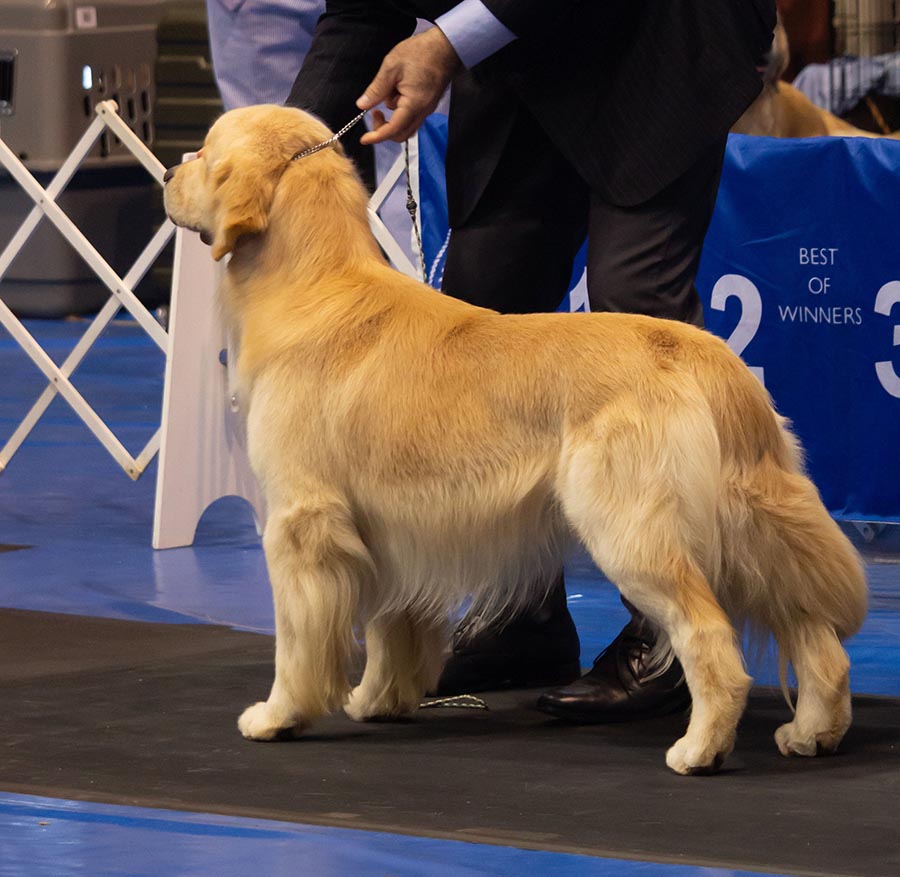 caribbean golden retriever capitan Lakewood's Caribbean Sea Dog at the Helmn