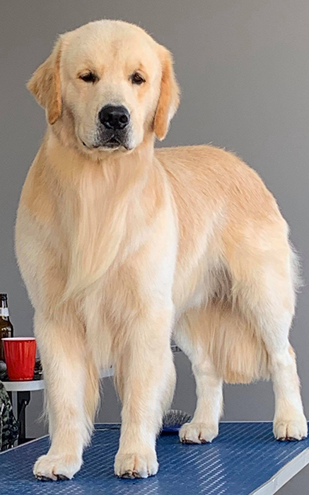 caribbean golden retriever capitan Lakewood's Caribbean Sea Dog at the Helmn 