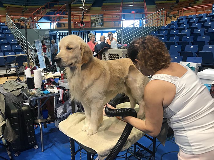 caribbean golden retriever capitan Lakewood's Caribbean Sea Dog at the Helmn 