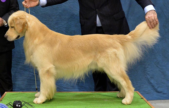 caribbean golden retriever capitan Lakewood's Caribbean Sea Dog at the Helmn