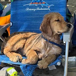 Questan’s Caribbean A Peony For Your Thoughts, Freud