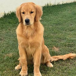 Questan’s Caribbean A Peony For Your Thoughts, Freud