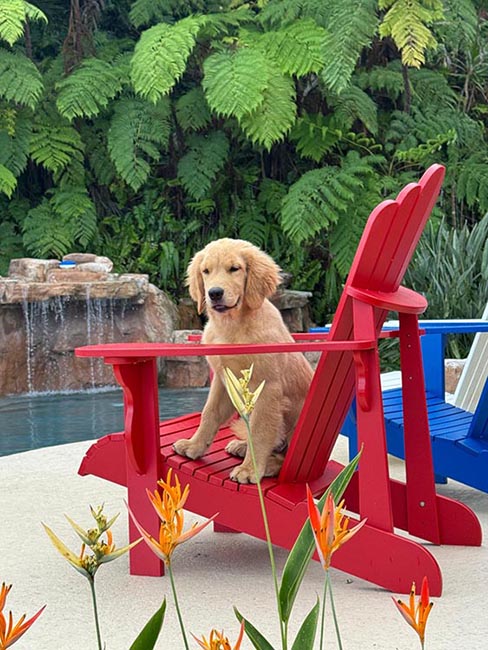 Questan’s Caribbean A Peony For Your Thoughts, freud, caribbean golden retrievers in puerto rico