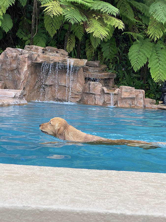 caribbean golden retrievers in puerto rico