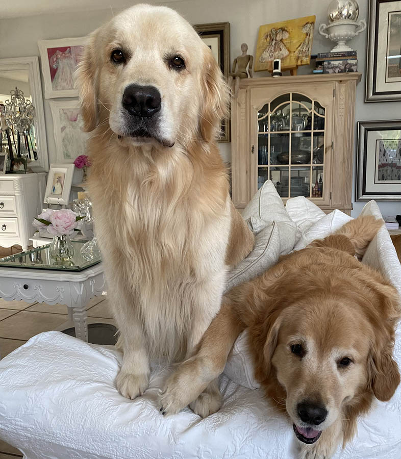 caribbean golden retrievers in puerto rico