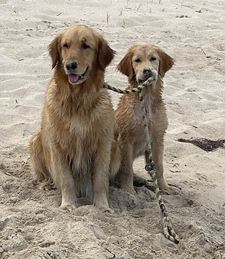 caribbean golden retrievers in puerto rico