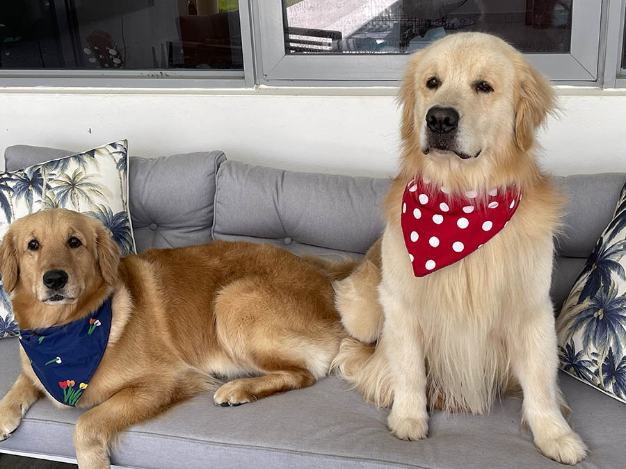 caribbean golden retrievers in puerto rico