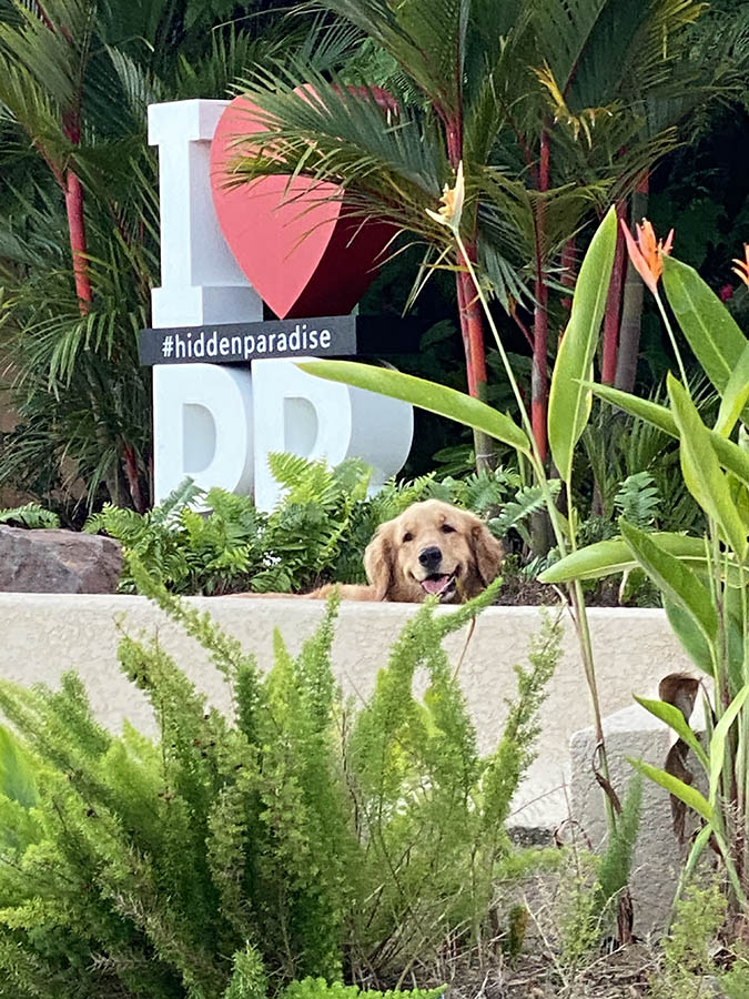 caribbean golden retrievers in puerto rico