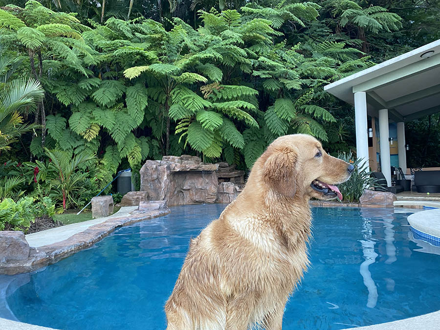 caribbean golden retrievers in puerto rico