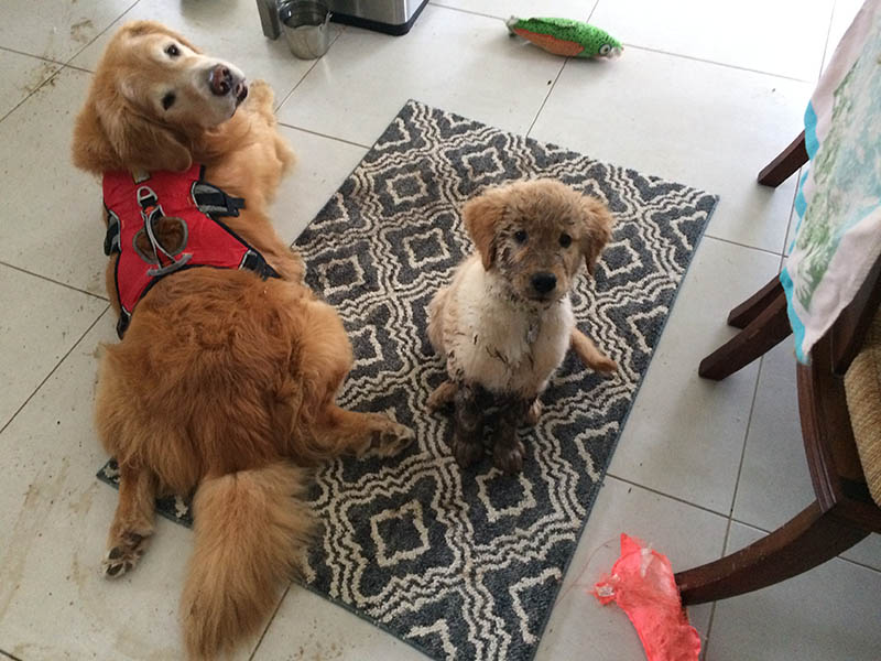 caribbean golden retrievers in puerto rico
