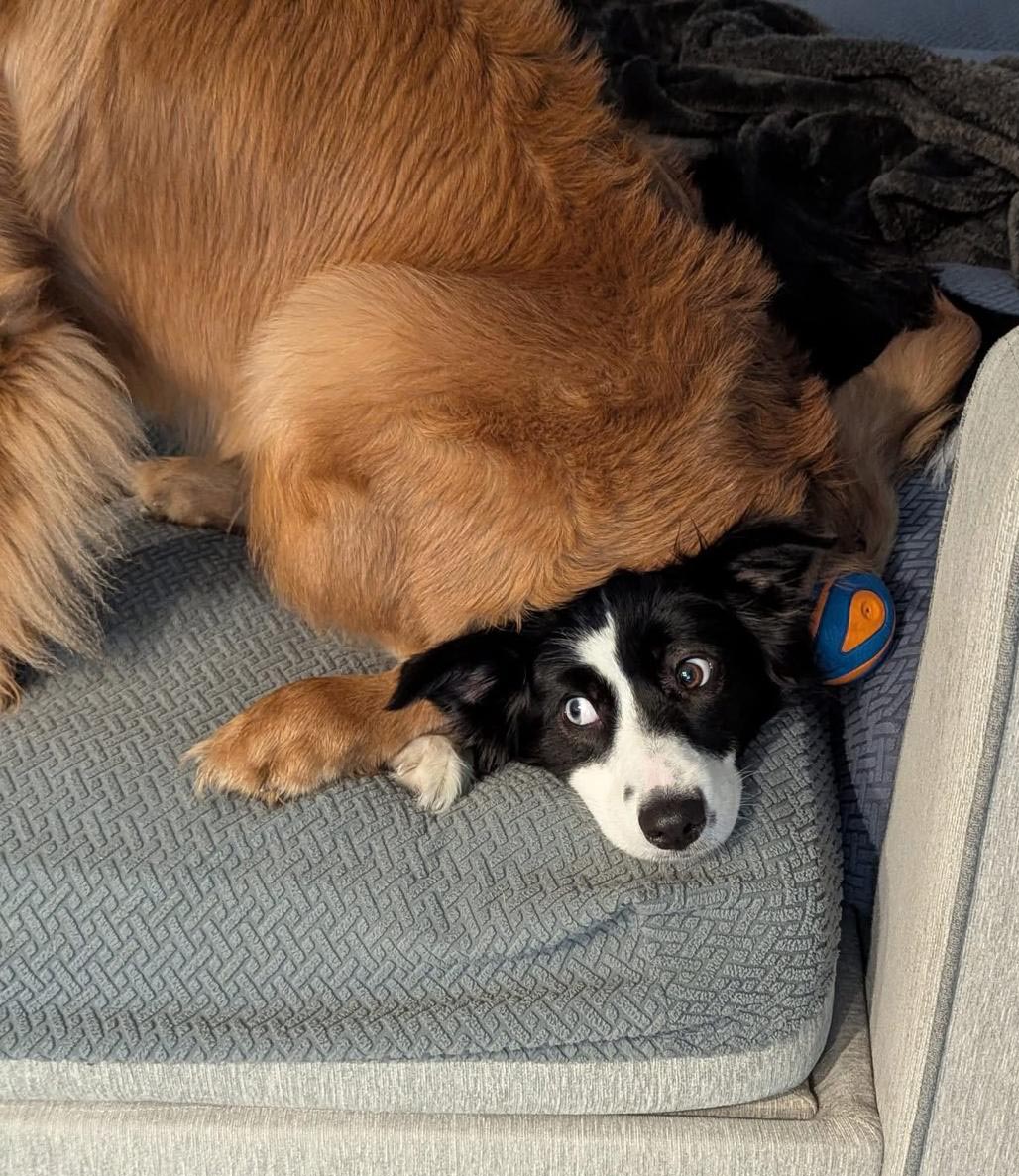 caribbean golden retrievers in puerto rico