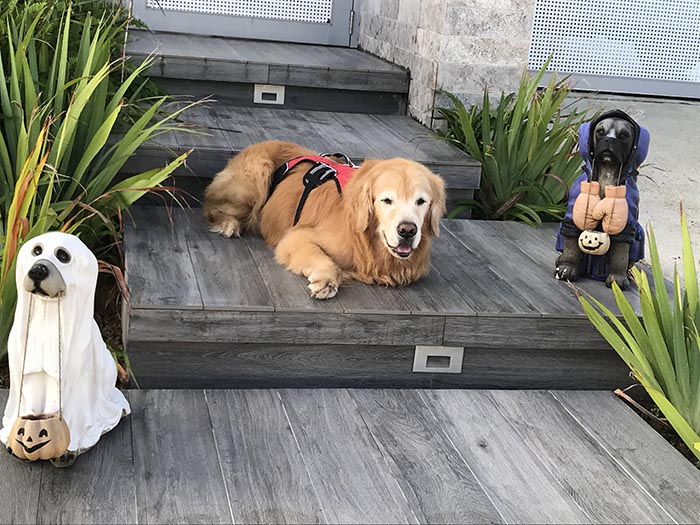 caribbean golden retrievers in puerto rico