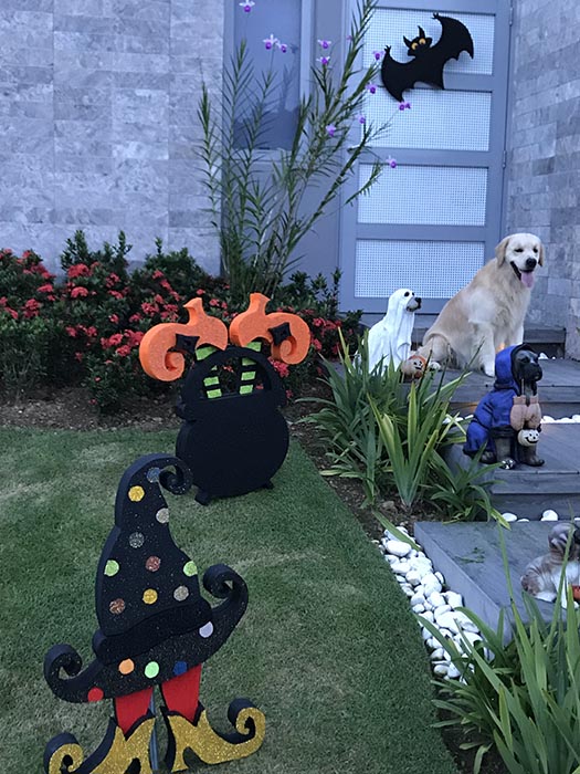 caribbean golden retrievers in puerto rico