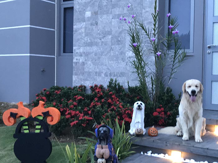 caribbean golden retrievers in puerto rico